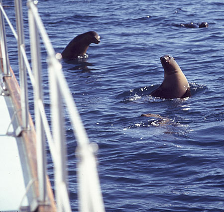 California Sea Lions frolic in the calm water off Anacapa Island