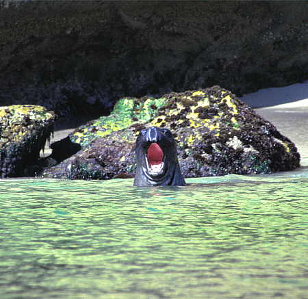 Elephant Seal in Cuyler Harbor