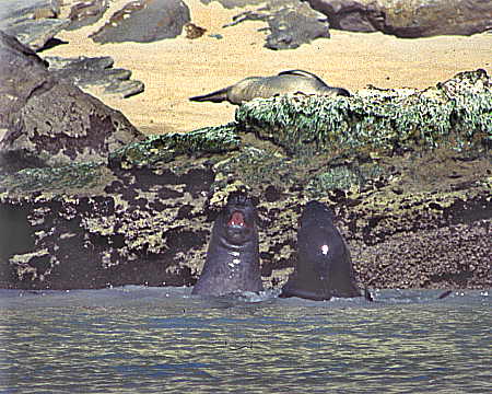 Elephant seals in play at Cuyler Harbor