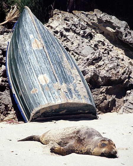 Elephant seal pup sun bathing at Cuyler Harbor