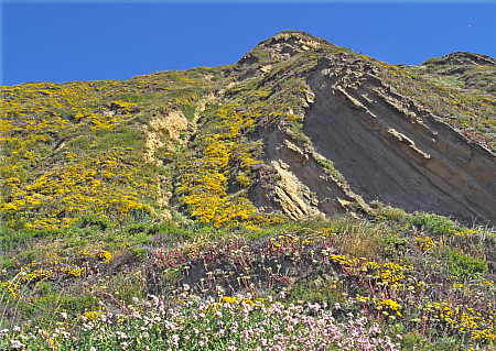 Coreopsis on San Miguel Island