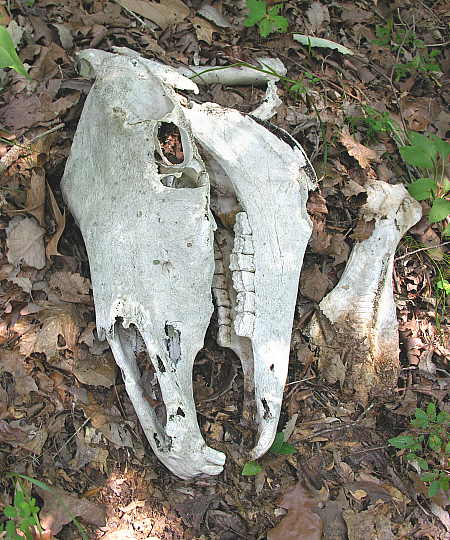 Skeletal remains of Lady