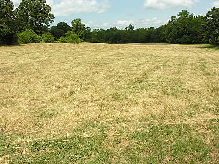 Hayfield after shredding