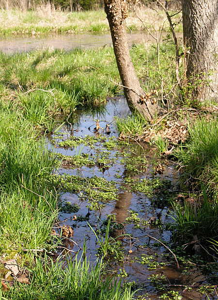 Spring outflow into spring pond