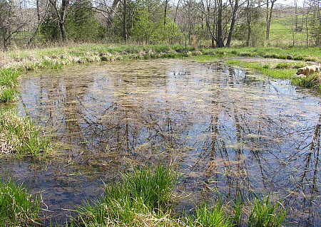 Spring pond on April 10th, 2006