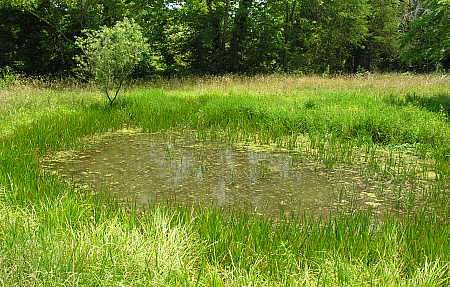 Spring pond on July 2, 2006