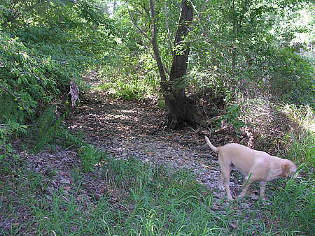 Dried up water hole