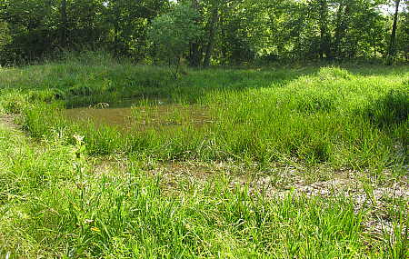 Spring pond August 8, 2006