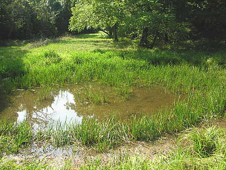 Small amount of water remains in the pond on August 6, 2006