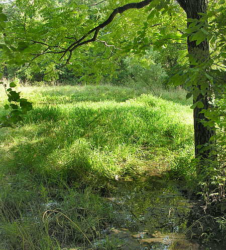 Spring outflow into pond as of August 6, 2006