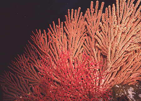 Sea fans