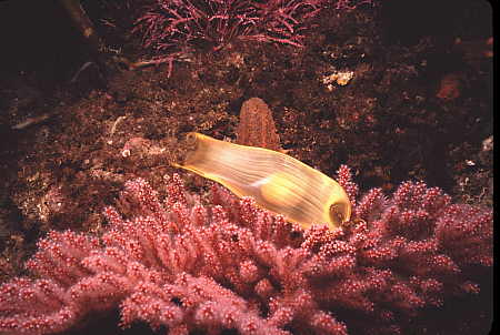 Nurse shark egg sack