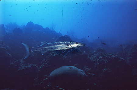 Barracuda