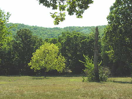 Changing color of leaves