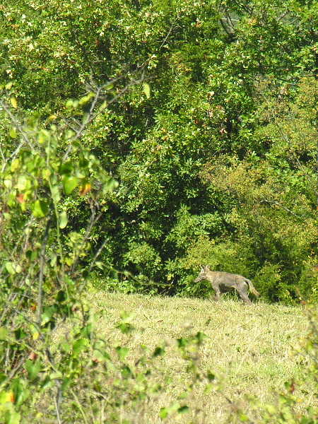 Stalking the coyote