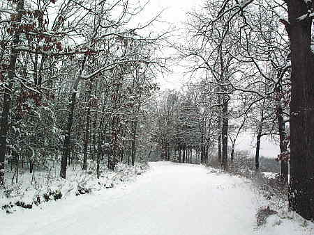 Access road in winter