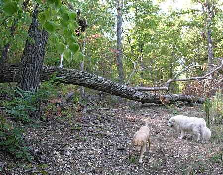 Another tree bites the dust