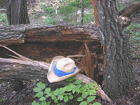 Hollow tree trunk