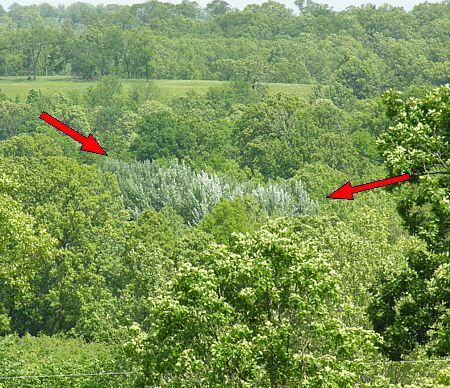 Grey Poplars viewed from above