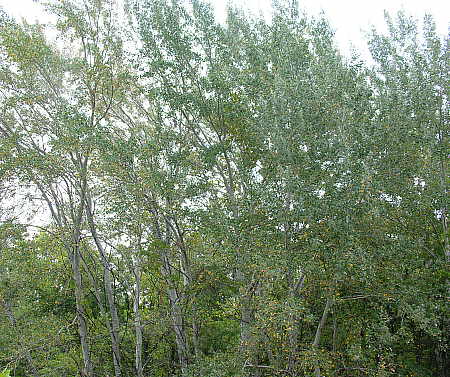 Grey Poplar grove