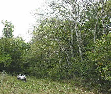 Grey Poplar grove 