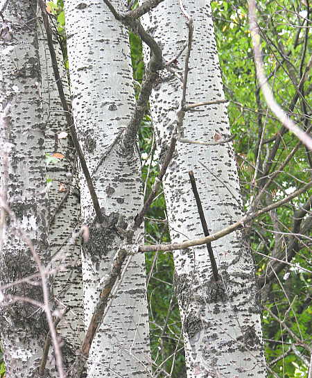 Beautiful white textured bark of the Silver Poplar