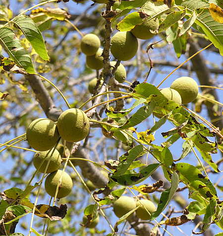 Black walnuts in tree