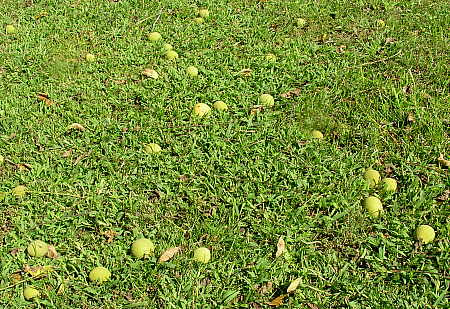 Black walnuts on ground