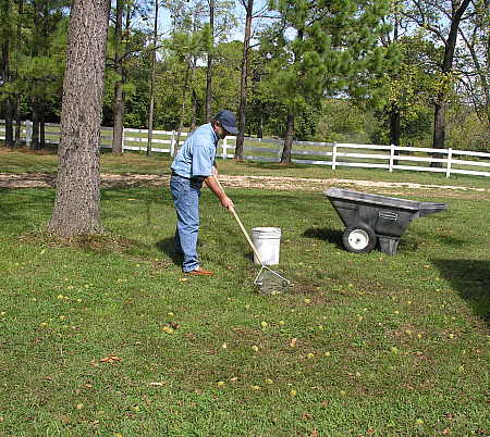 Gathering fallen walnuts