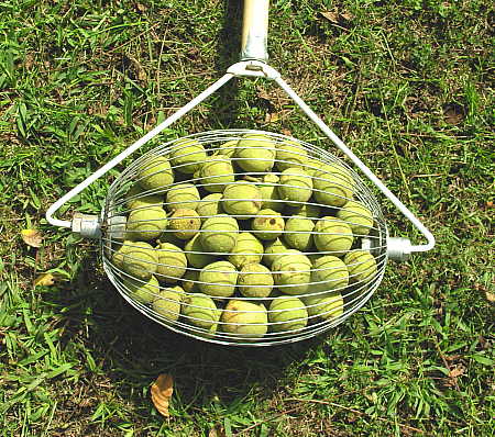Nut gathering tool filled with walnuts