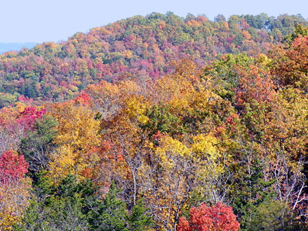 Hillside turning red