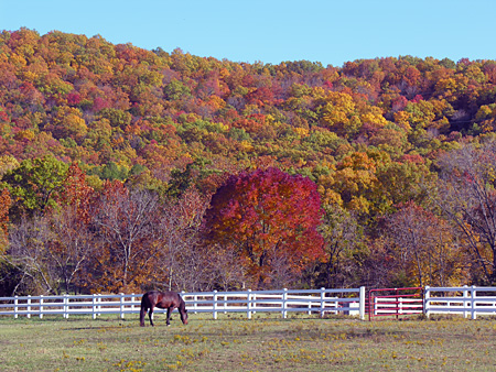 Tojo's pasture has a great view