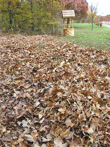 Pile of collected leaves