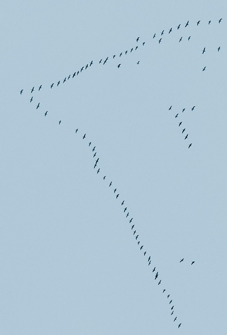 Migrating geese