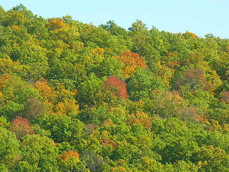 Hillside trees are beginning to change color