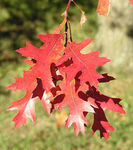 Pin oak leaves in early fall