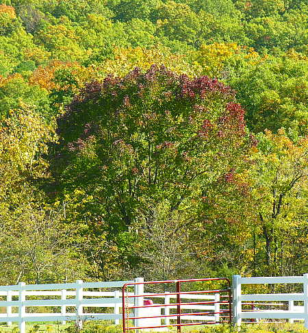 Behind horse pasture