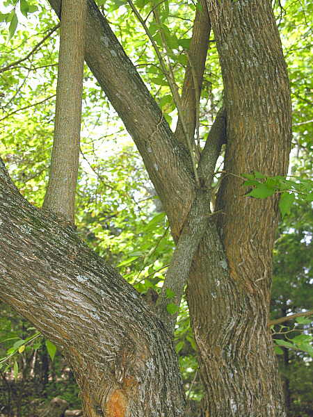 Trunk of bois d'arc