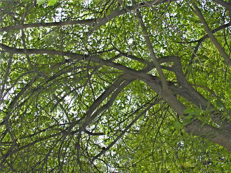 Tangled branches of the bois d'arc