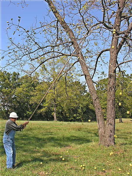 Coaxing more nuts to fall