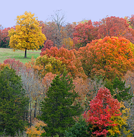 The colors are probably at their peak in this photo