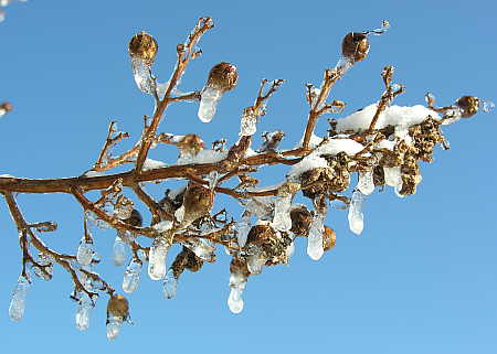 Icy beads form on the trees