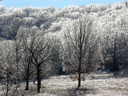 All the trees are shimmering