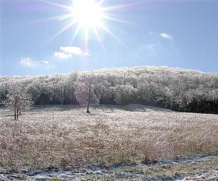 More icy tree limbs and grass glow in the sunshine