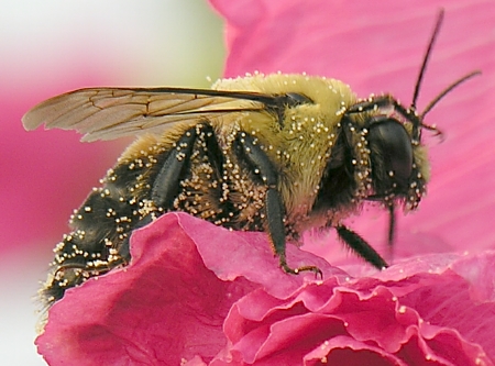 Honeybee transfering pollen