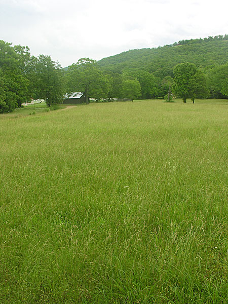 Fescue and clover