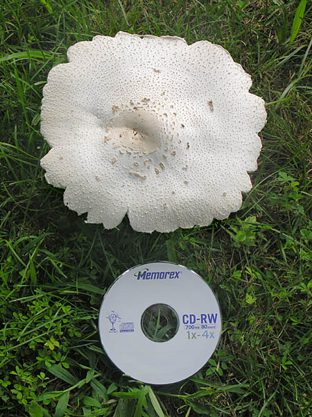 Mushroom found in the lawn