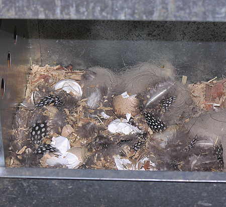 Hatchling nest litter