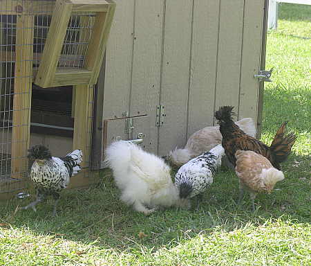 Chickens enjoying the shade of the hen house