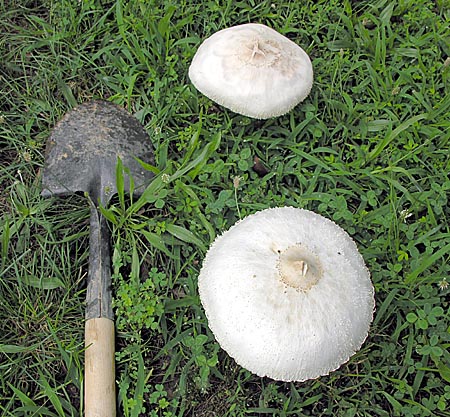 A shovel beside the mushrooms to show scale